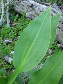 Alisma plantago-aquatica